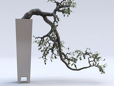 Curved Trunk Bonsai Plant in Modern White Planter with Green Leaves and Artistic Shape 3d model