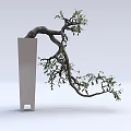 Curved Trunk Bonsai Plant in Modern White Planter with Green Leaves and Artistic Shape