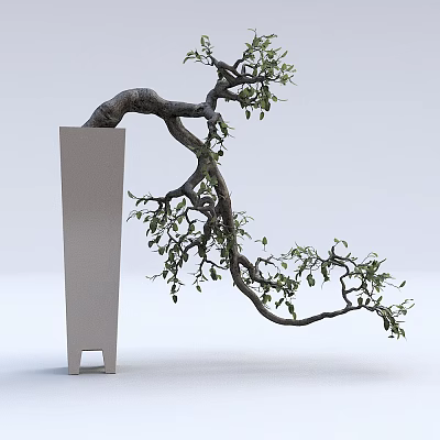 Curved Trunk Bonsai Plant in Modern White Planter with Green Leaves and Artistic Shape 3d model