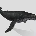 Black Whale Aquatic Animal Model With Detailed Features And Gray Background