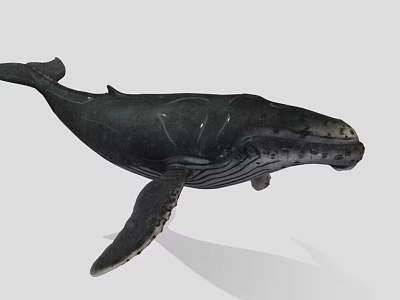 Black Whale Aquatic Animal Model With Detailed Features And Gray Background 3d model