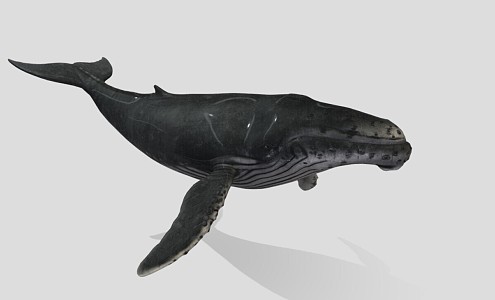 humpback whale 3d model