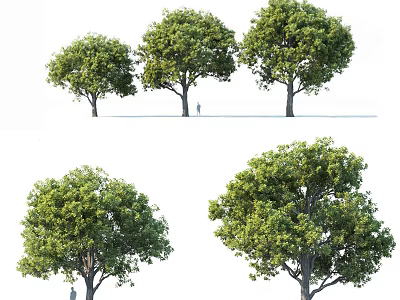 Outdoor Trees Modern Tree 3d model