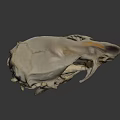 Detailed Animal Skull Skeleton With White Bone Structure On Dark Background 3d model