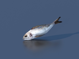 fish freshwater fish marine fish animal 3d model