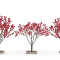 Three Arbor Trees With Red Blossoms In Square Planters Against White Background 3d model