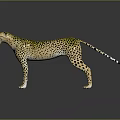 Cheetah With Yellow Fur And Black Spots In Standing Posture On Dark Background With Reflection