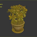 Succulent Plant With Green And Orange Leaves In Terracotta Pot With Saucer