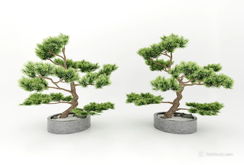 Artistic Pine Bonsai Trees In Gray Pots With Lush Foliage For Indoor Decor 3d model 