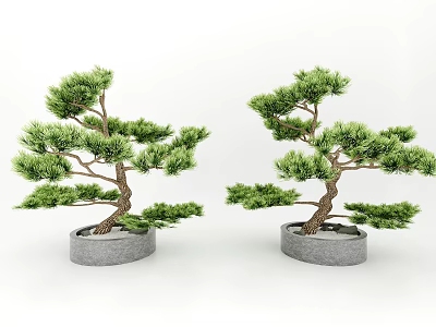Artistic Pine Bonsai Trees In Gray Pots With Lush Foliage For Indoor Decor 3d model