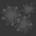 Vibrant Green Succulent Plants With Fleshy Leaves And Rosette Shape On Black Background