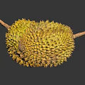 Two Fresh Durian Fruits With Spiky Yellow Exterior On Dark Reflective Surface