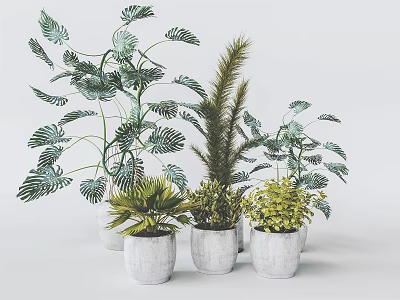 Various Types of Potted Plants With Different Leaf Shapes in White Pots for Indoor Decoration 3d model