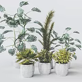 Various Types of Potted Plants With Different Leaf Shapes in White Pots for Indoor Decoration