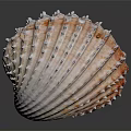 Spiny Scallop Shell With Red And White Stripes On Dark Background