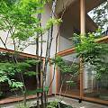 Garden Landscape With Slender Trees Green Shrubs And Stone Near Modern Building Windows