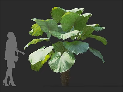 Fan Leaf Arbor With Large Green Lush Leaves And Human Silhouette 3d model