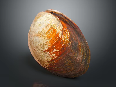 Clam Shell With Brown Orange White Colors And Natural Texture On Dark Background 3d model