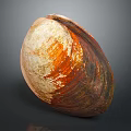 Clam Shell With Brown Orange White Colors And Natural Texture On Dark Background