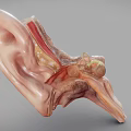 Human Ear 3D Anatomical Model Displaying Internal Structures and Details 3d model