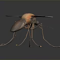 Detailed Mosquito Insect With Transparent Patterned Wings Orange Brown Body And Long Slender Legs