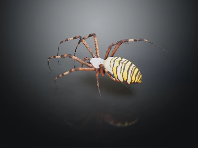 Detailed Yellow And Black Striped Spider With Long Legs On Dark Background 3d model