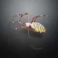 Detailed Yellow And Black Striped Spider With Long Legs On Dark Background