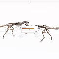 Modern Dinosaur Skeleton 3d model