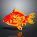 Red and Orange Goldfish with Yellow Fins and Tail on Gray Background and Clear Reflection