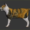 Calico Cat With Orange And White Fur Standing On Shiny Background Surface