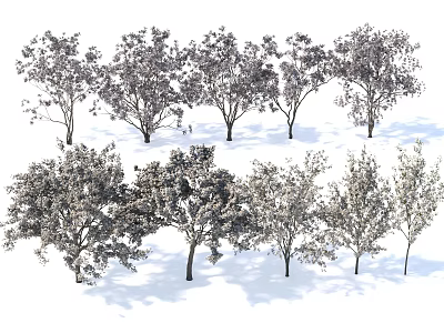 Multiple Trees With Different Heights Varied Crown Shapes And Lush Foliage 3d model