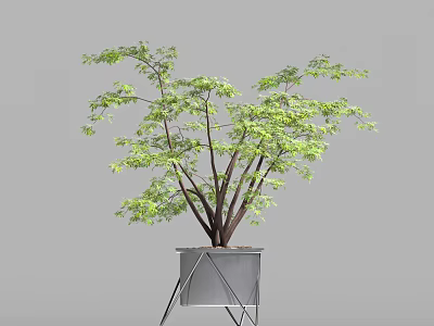 Indoor Plant With Green Leaves And Brown Branches In Metal Stand Planter 3d model