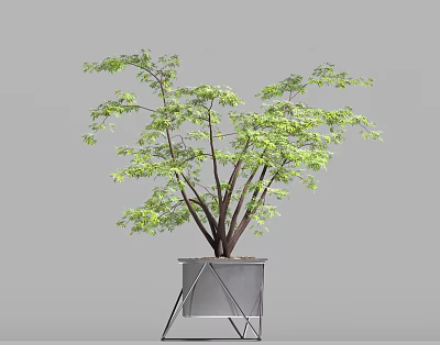 Indoor Plant With Green Leaves And Brown Branches In Metal Stand Planter 3d model