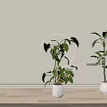 Indoor Potted Green Plants In White Planters With Lush Leaves And Modern Decor