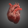 The Modern Heart 3d model