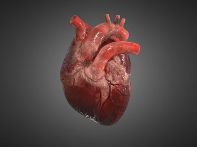 3D Heart Model Medical Device for Anatomical Education and Surgical Planning 3d model