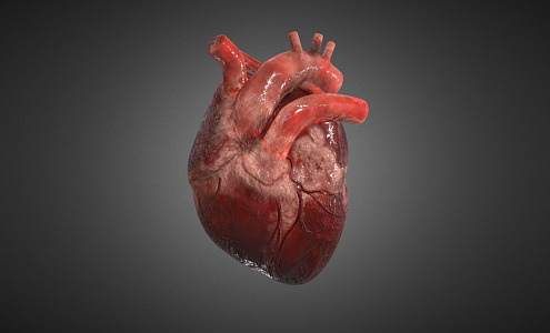 The Modern Heart 3d model