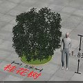 Osmanthus Arbor With 1.5m Crown Width 1.8m Height And Human Height Comparison 3d model