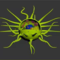 modern eukaryotic cell cross section cell structure cell tissue 3d model