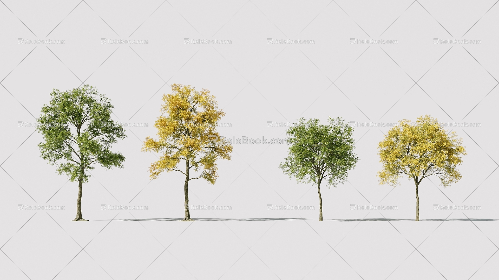 Corona Landscape Robinia pseudoacacia 3d model