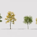 Corona Landscape Robinia pseudoacacia 3d model