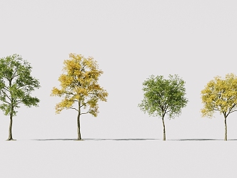 Corona Landscape Robinia pseudoacacia 3d model