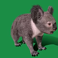 Fluffy Gray Koala Standing On Green Background With White Chest And Sharp Claws 3d model