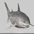 Realistic 3D Aquatic Animal Shark With Silver Gray Skin Texture And Sharp Teeth