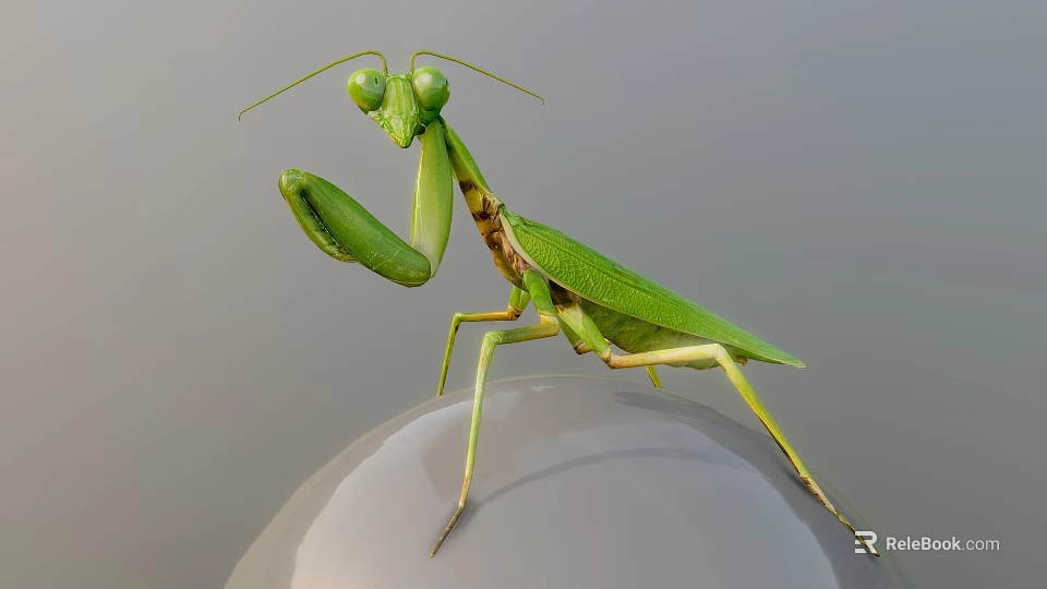 Close Up View Of Flying Insect Green Mantis Perched On Transparent Sphere 3d model 