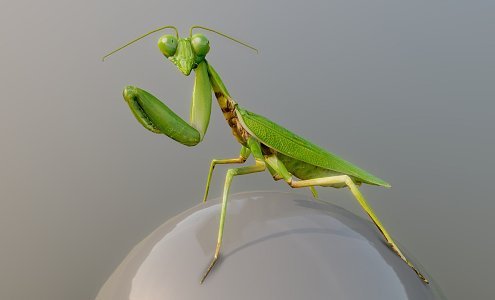 Modern mantis animals 3d model