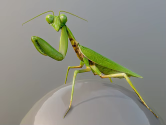 Modern mantis animals 3d model