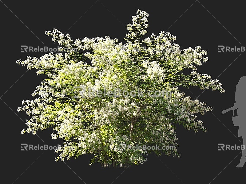 Shrubs Hushi Flowering Shrubs White Flowering Shrubs Ornamental Shrubs Landscape Shrubs Courtyard Shrubs Garden Shrubs Shrubs Small Trees Flowering Trees 3d model