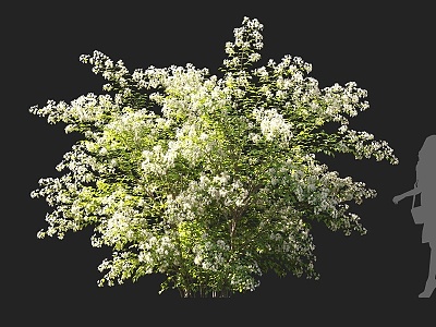 Shrubs Hushi Flowering Shrubs White Flowering Shrubs Ornamental Shrubs Landscape Shrubs Courtyard Shrubs Garden Shrubs Small Trees Flowering Trees 3d model