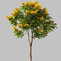Ornamental Trees With Colorful Foliage In Green Red Orange And Yellow